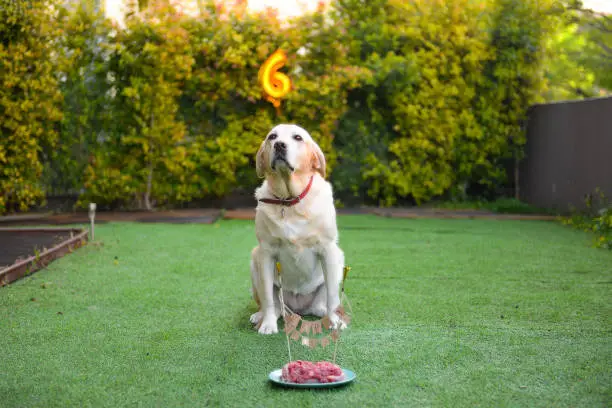 Photo of Birthday in dogs. Dog's birthday party. Cake for the dog with meat.
