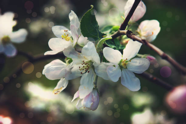 Apple tree flowers in the garden on a spring day.