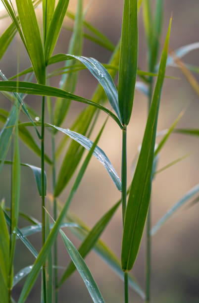 istock bamboo or reed or cane leaves background 1167336181