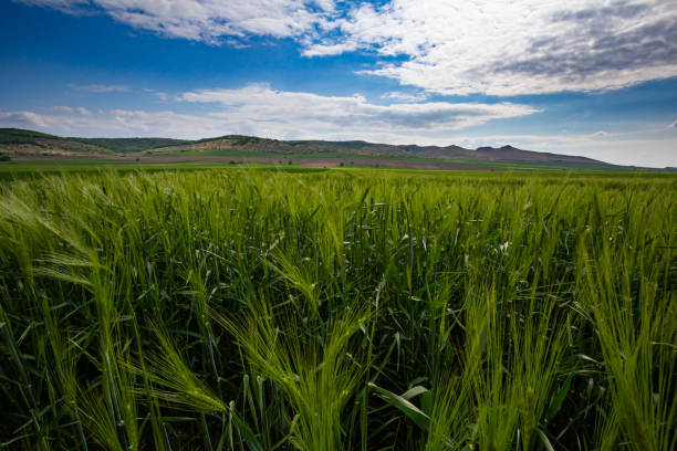 istock Green wheat field near ancient eroded Macin mountains in Dobrogrea Romania in spring 1167338393