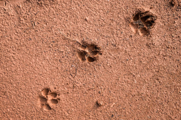 istock Three footprints of dog arranging in diagonal pattern on a brown sandy beach. 1167338983