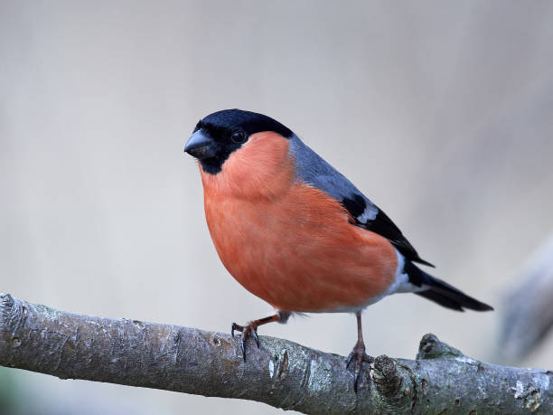 istock Eurasian bullfinch (Pyrrhula pyrrhula) 1167339114