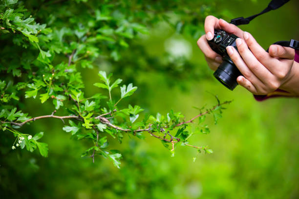 Hands of a young girl holding a compact camera while taking a close-up picture in the forest stock photo