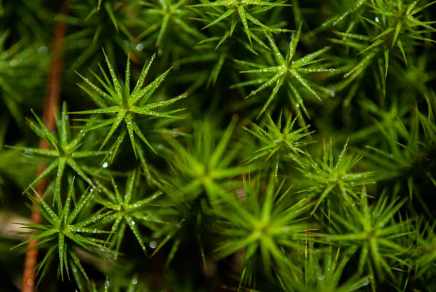Deep forest haircap green star moss