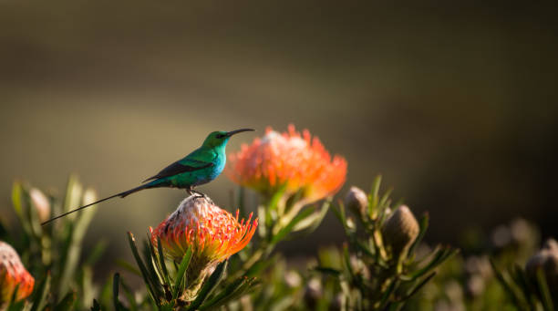 Sugarbird Hummingbird sitting on the endemic fynbos Pincushion protea flower in the western cape, Cape Town, South Africa. Bird looking for nectar on large flower. fynbos photos stock pictures, royalty-free photos & images