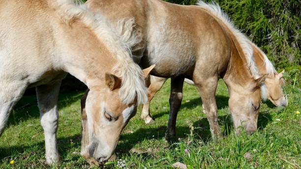 istock Haflinger horses in the mountains 1167343245