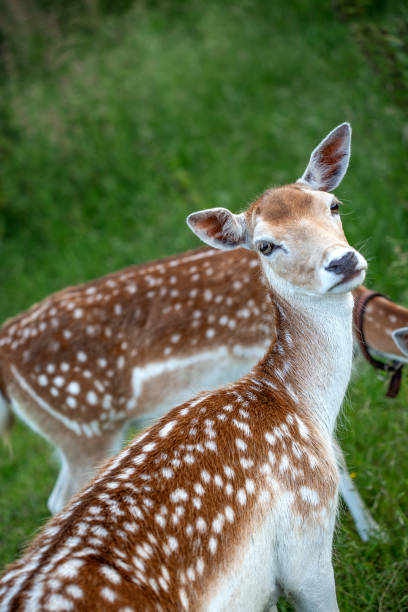 istock Two beautiful female deer 1167343332