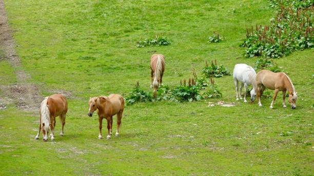 istock Haflinger horses in the mountains 1167343396