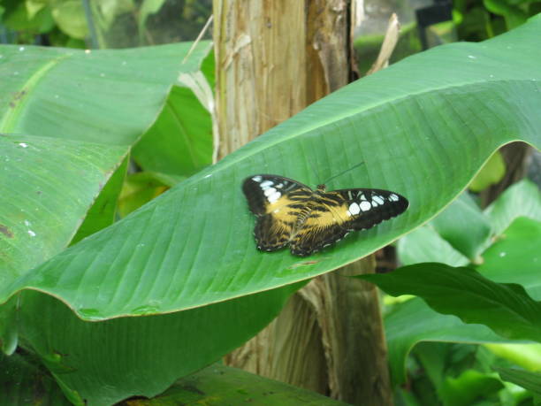 istock Butterfly on leaves. Flora, green. 1167344053