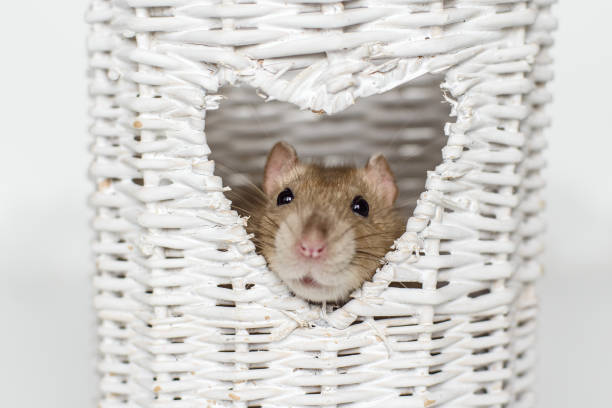 White tame rat in a cage. Breeding, keeping rats.
