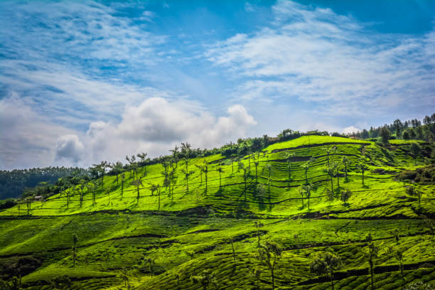 istock Beautiful Green Tea plantations 1167346097