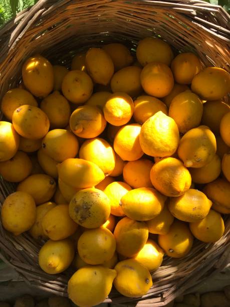 istock Organic Lemons in basket from garden. 1167346372