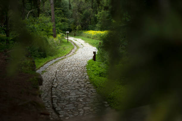 Winding cobbled Road in the forest at summer