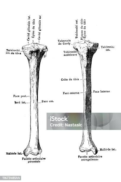 Tibia Cheeks Human Body Anatomy Bones Tibia Stock Illustration - Download Image Now ...