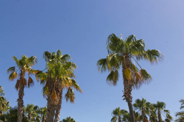 istock Palm trees under a sunny and blue sky during summer 1167348685