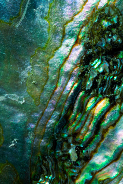 istock Mother of Pearl Seashell Close up. 1167350115