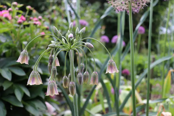 Allium bulgaricum, also known as Nectaroscordum siculum var. bulgaricum. Have creamy, bell-shaped blooms , and the gray-green leaves take on interesting spiral twists.