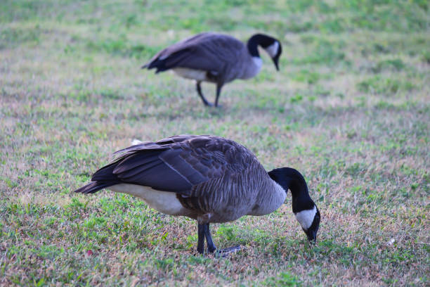 istock Canada goose eating at park 1167353959