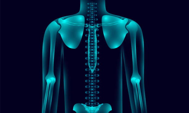 istock transparent human body anatomy background lighting with hand shoulder hip chest backbone, xray tone style. vector illustration eps10 1167354191