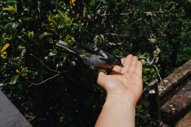 oiseau mangeant des miettes de main - hassel photos et images de collection