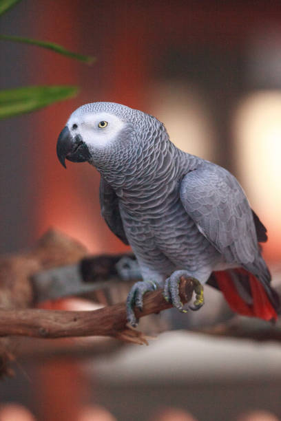 istock Pet African grey parrot Psittacus erithacus 1167355479