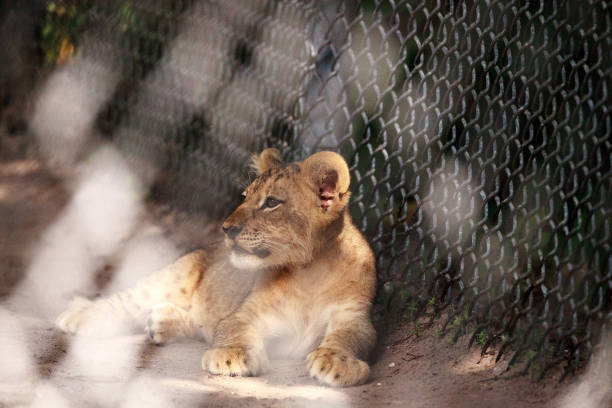 istock Baby African lion cub Panthera leo 1167355521