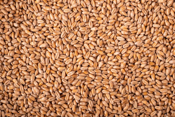 istock Wheat seeds grains texture, macro, close up, top view 1167358368