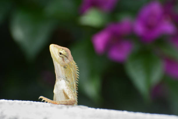istock Oriental garden lizard, or changeable lizard, known scientifically as Calotes versicolor 1167359276