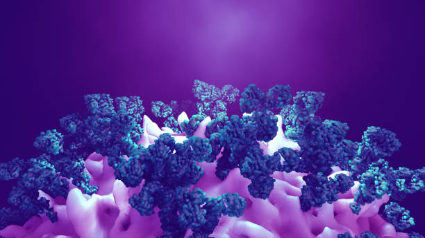 항체는 암 세포 또는 바이러스를 공격합니다 - macrophage human immune system cell biology 뉴스 사진 이미지