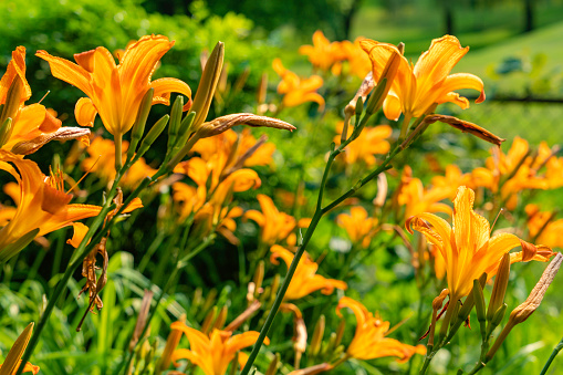 Backlit orange tiger lilies in a summer garden.