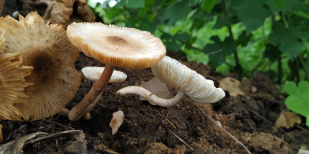 istock Wild mushrooms is growing on farm yard manure 1167360957