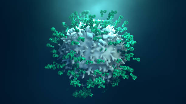 抗体は癌細胞またはウイルスを攻撃する - macrophage human immune system cell biology ストックフォトと画像