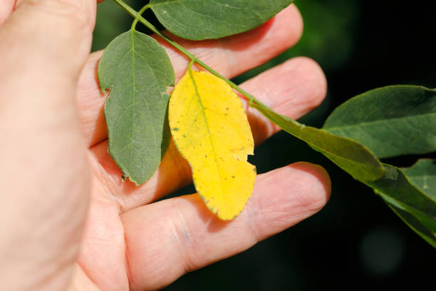 istock Gleditsia triacanthos Sunburst golden yellow tree foliage on sky blue 1167362106