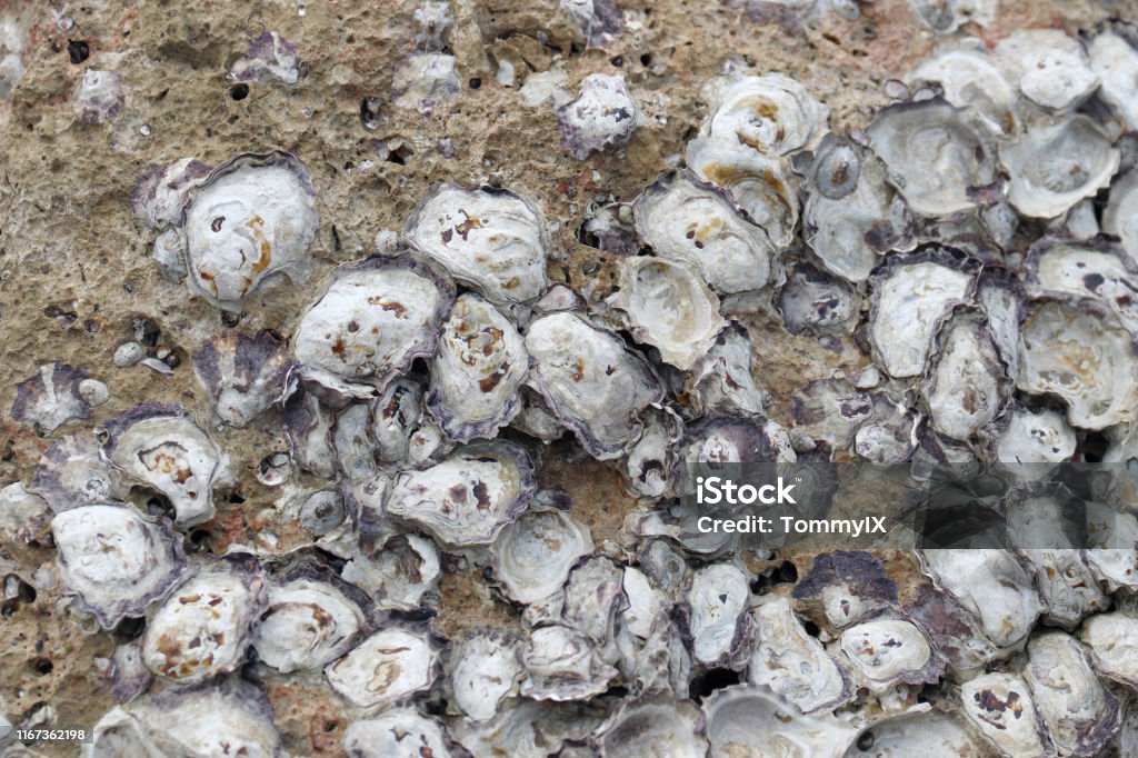 Rock oyster in the nature Rock oyster in the nature embedded on the rock Animal Stock Photo