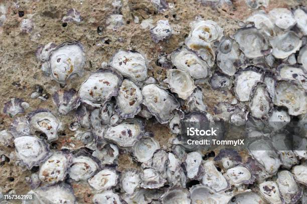 Rock Oyster In The Nature Stock Photo - Download Image Now - Animal, Animal Shell, Appetizer