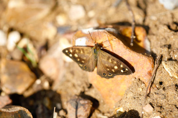 On a breezy day a speckled wood butterfly clings to a stone and spreads its wings to catch the warmth of the sun. The speckled wood (Pararge aegeria) is a butterfly found in and on the borders of woodland areas throughout much of the Palearctic ecozone.