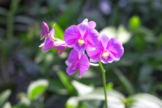 Purple orchid with blurred background.