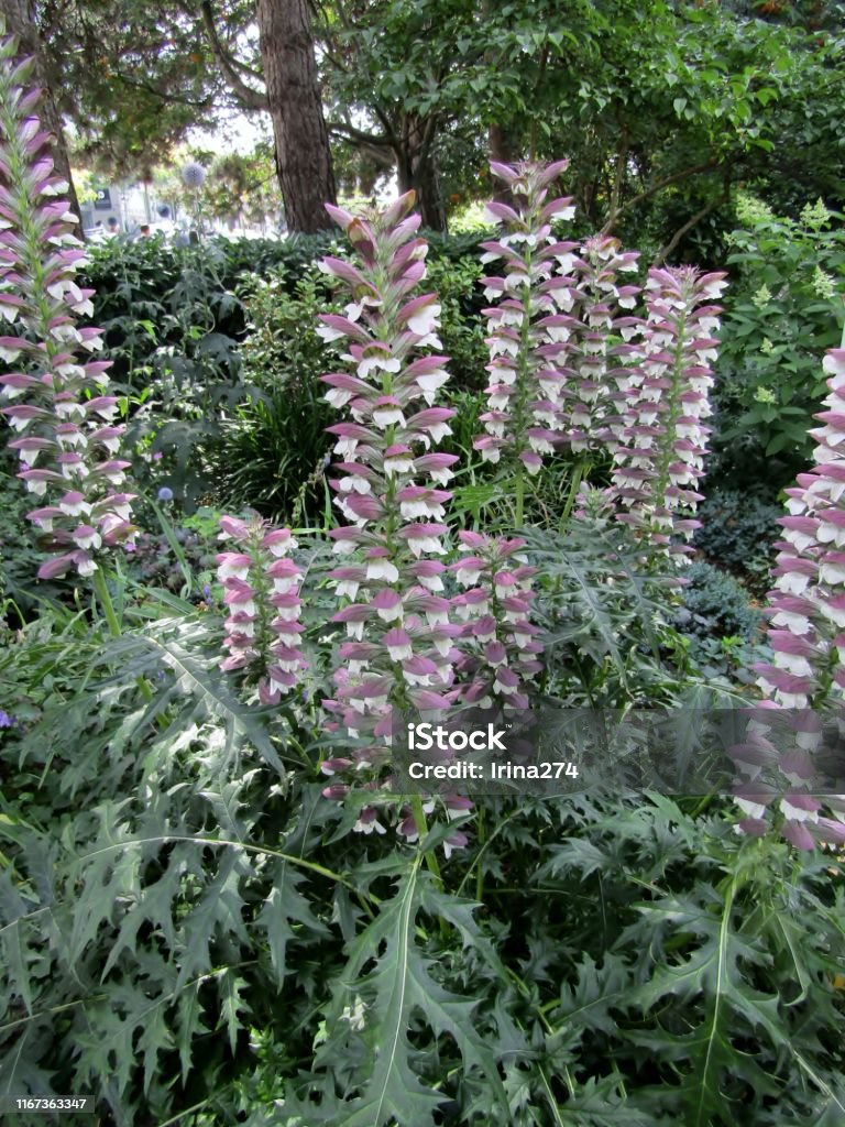 Acanthus Flower Or Spiny Bears Breech In Garden Stock Photo - Download  Image Now - Acanthus Spinosus, Plant, Backgrounds - iStock