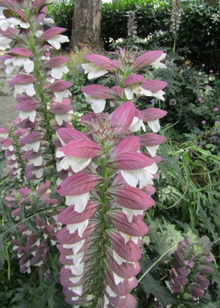 Acanthus Flower Or Spiny Bears Breech In Garden Stock Photo - Download  Image Now - Acanthus Spinosus, Backgrounds, Bear's Breeches - iStock