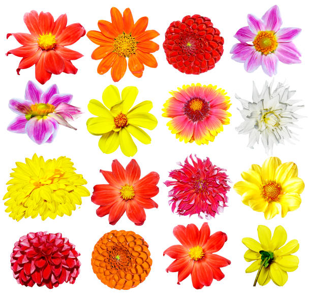 istock Bouquet of flowers 1167363959