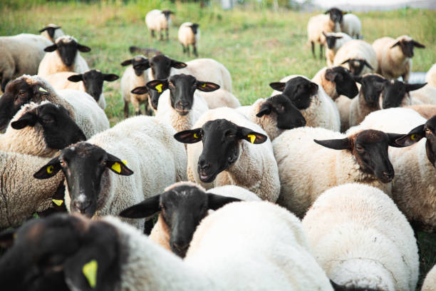 Horde of Suffolk Sheep on Countryside Summertime Horde of Suffolk Sheep on Countryside Summertime east anglia stock pictures, royalty-free photos & images