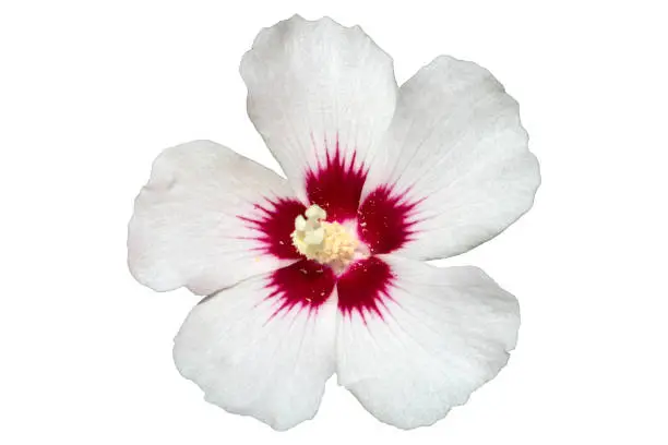 Hibiscus syriacus white with deep red center rose of Sharon 'Red Heart' flower isolated on white.
