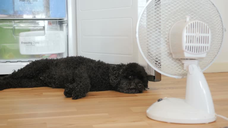 68,656 Hot Animal Stock Videos and Royalty-Free Footage - iStock | Hot dog, Sweat, Sun no people 68,656 Hot Animal Stock Videos and Royalty-Free Footage - iStock | Hot dog, Sweat, Sun no people