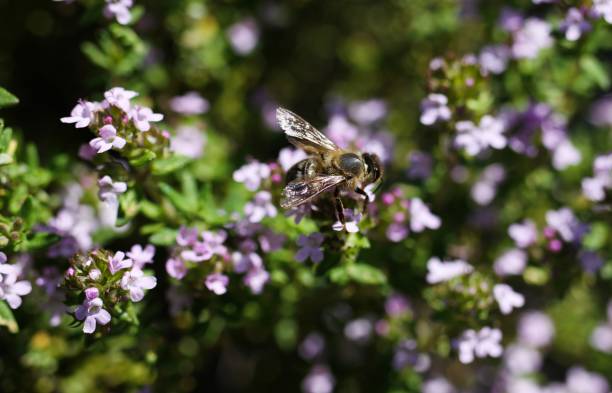 istock Makro close up of blooming thyme bush 1167366390