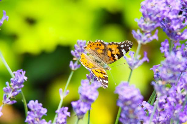 istock Close up of orange and black butterfly 1167366602