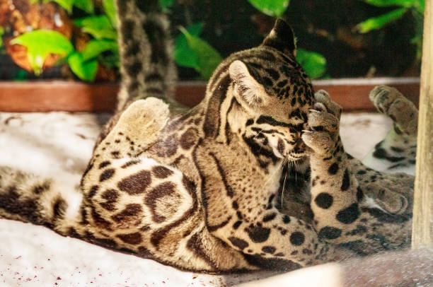 istock Two playing Baby clouded leopard sibling kits Neofelis nebulosa 1167366858