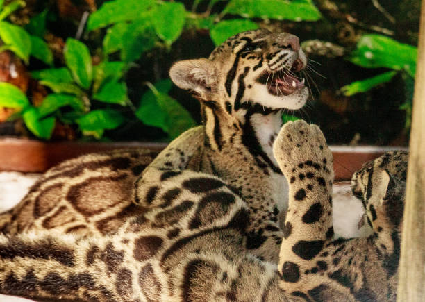 istock Two playing Baby clouded leopard sibling kits Neofelis nebulosa 1167366860