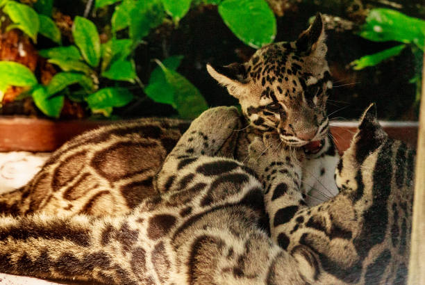 istock Two playing Baby clouded leopard sibling kits Neofelis nebulosa 1167366862
