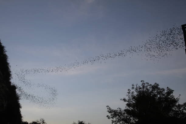 Countless Bats swarming out in the evening dusk sky Battambong Bat Cave, Banan, Cambodia: Countless Bats swarming out in the evening dusk sky flock of bats stock pictures, royalty-free photos & images