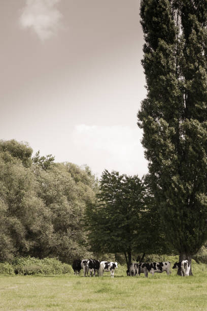 istock Young bulls under a tree in the meadows. 1167370859